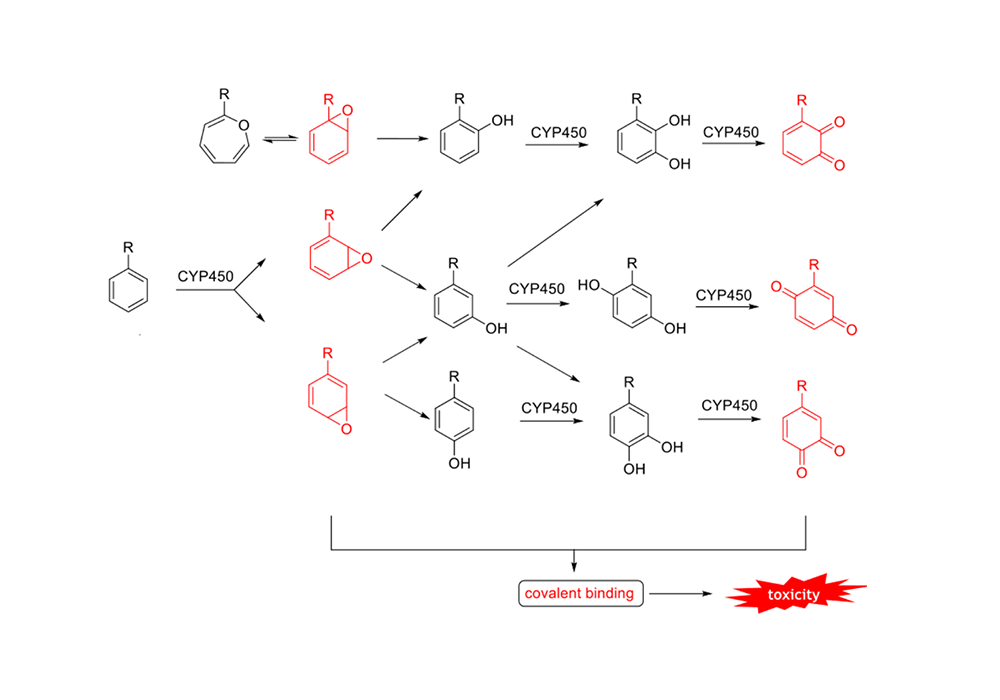 Figure 5. Intermediates of CYP450-mediated benzene ring metabolism