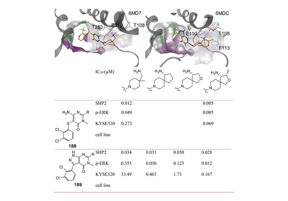 Figure 4. Structure-Based Introduction of a Spirocycle into Two Series of SHP2 Inhibitors