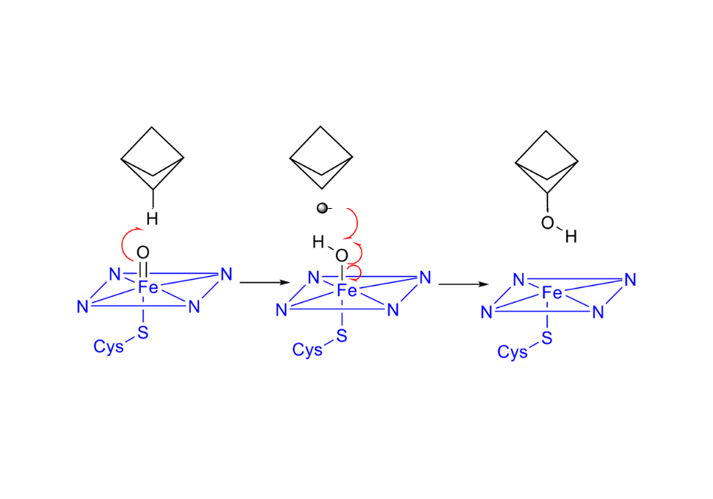 Figure 6. The free radical reaction mechanism of the hydroxylation of BCP by CYP450 enzymes
